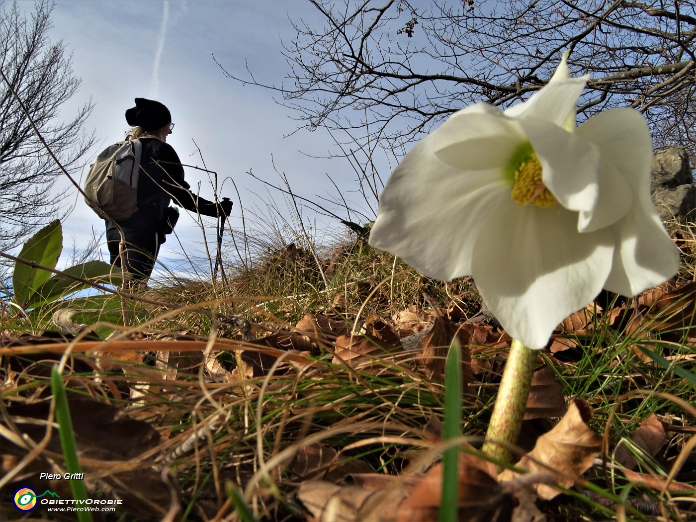 56 ...un secondo bianco elleboro.JPG